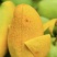 攀枝花芒果（攀研二号）