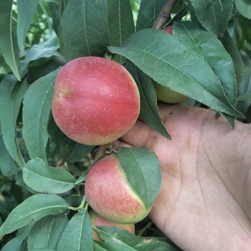 山西珍珠枣油桃三号