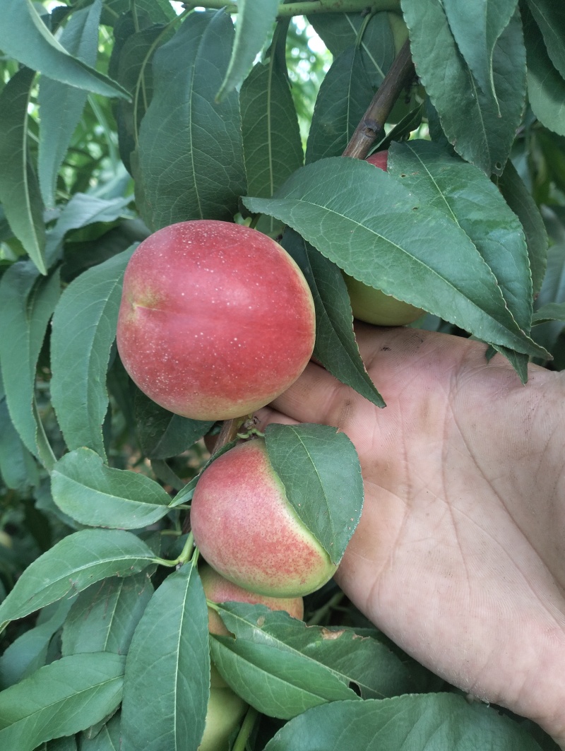 山西珍珠枣油桃三号