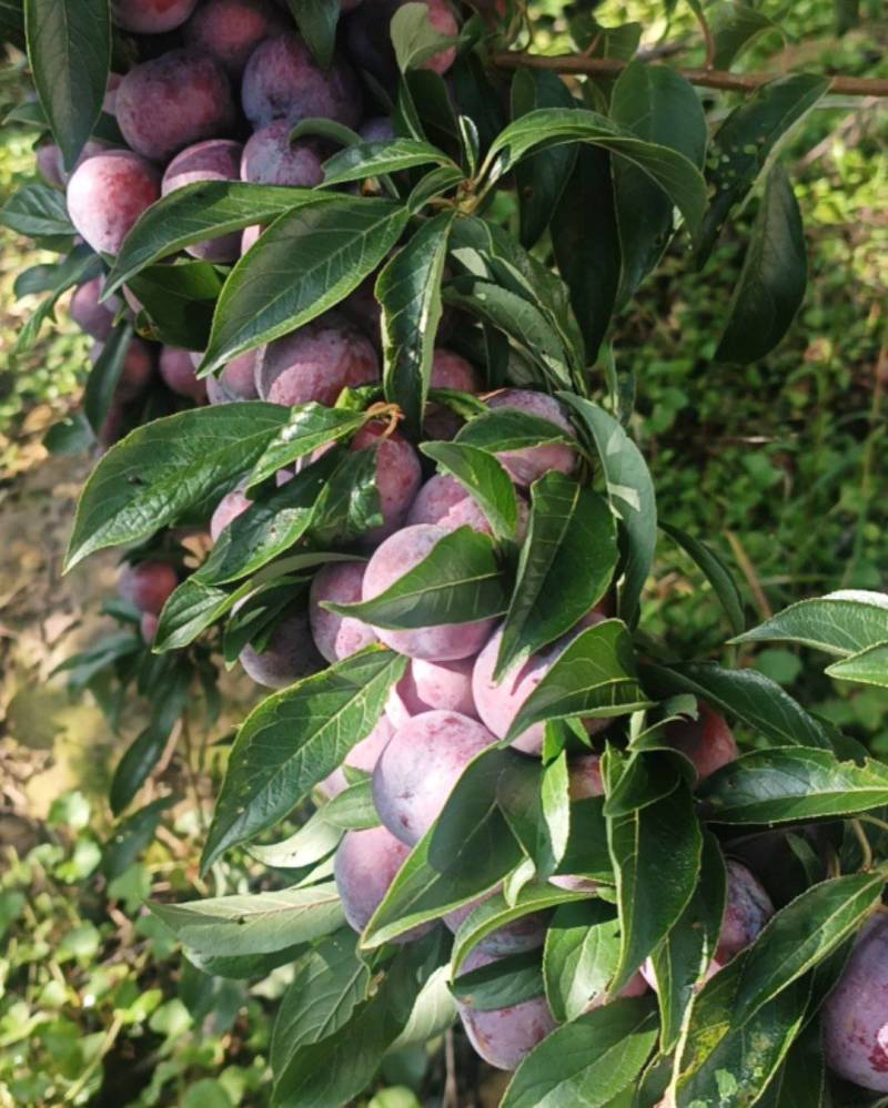 精品脆红李，珍珠李。***********