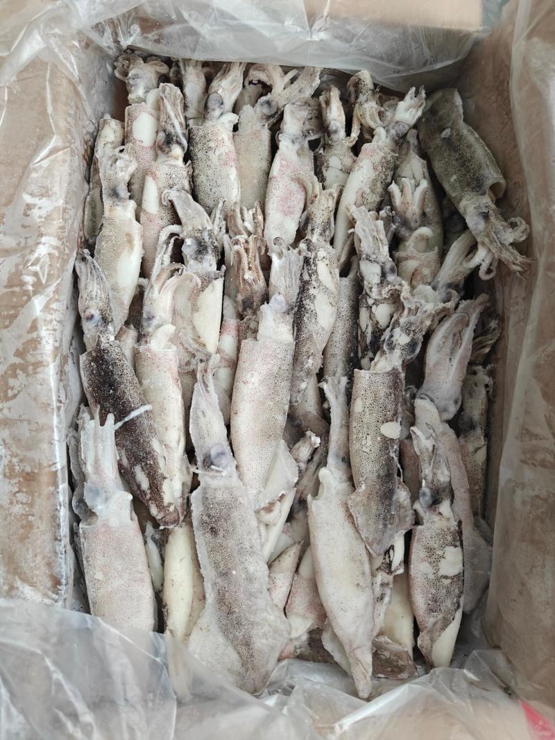 笔管鱿鱼