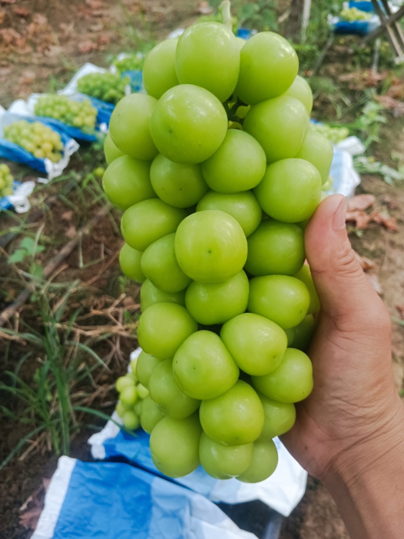 夏邑阳光玫瑰！