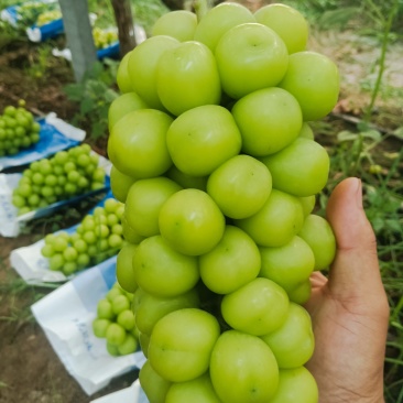 夏邑阳光玫瑰！