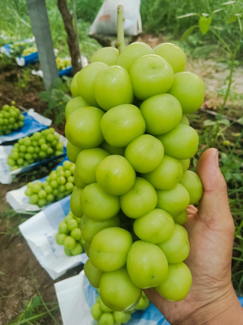 夏邑阳光玫瑰！