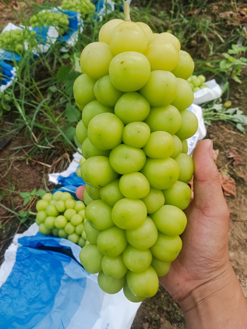 夏邑阳光玫瑰！
