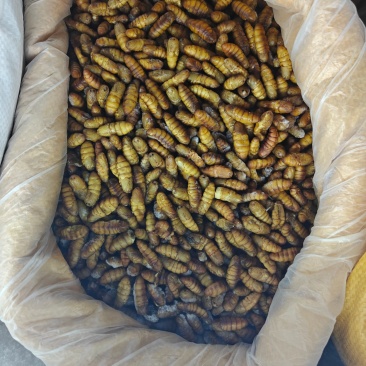 大黄蛹