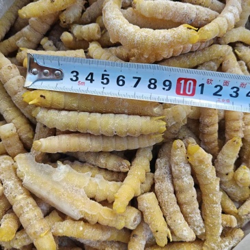 豆虫