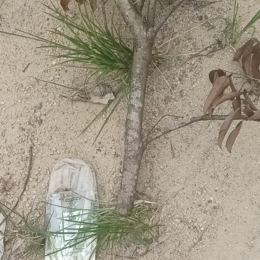 荔枝木