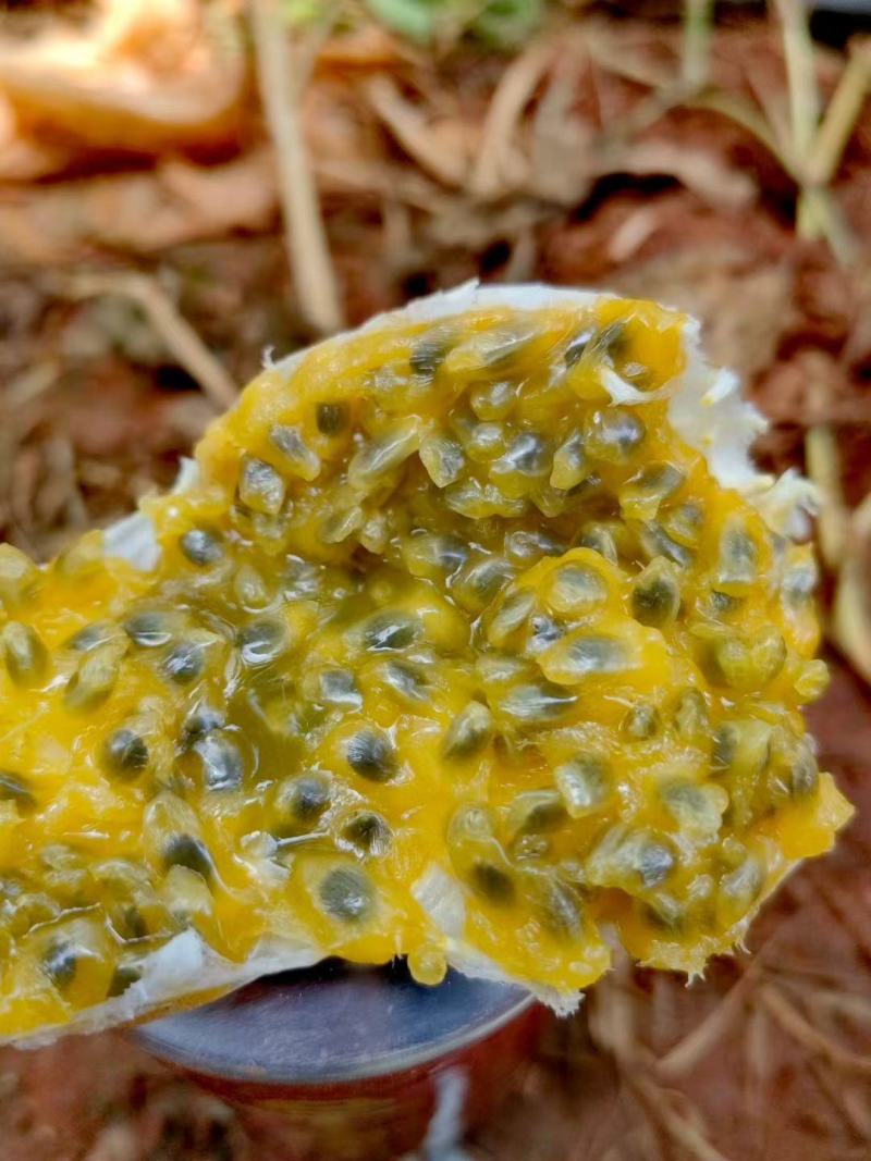 特大果，大果，中果，小果，小小果，规格齐全，数量有限