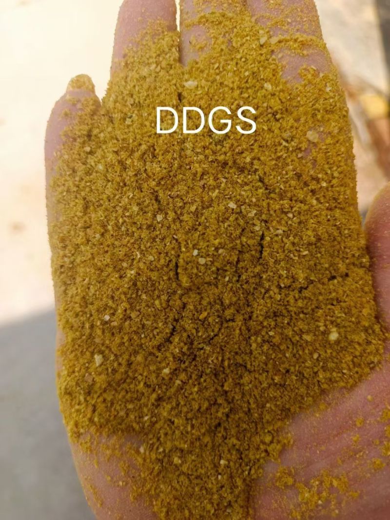 玉米酒糟DDGS