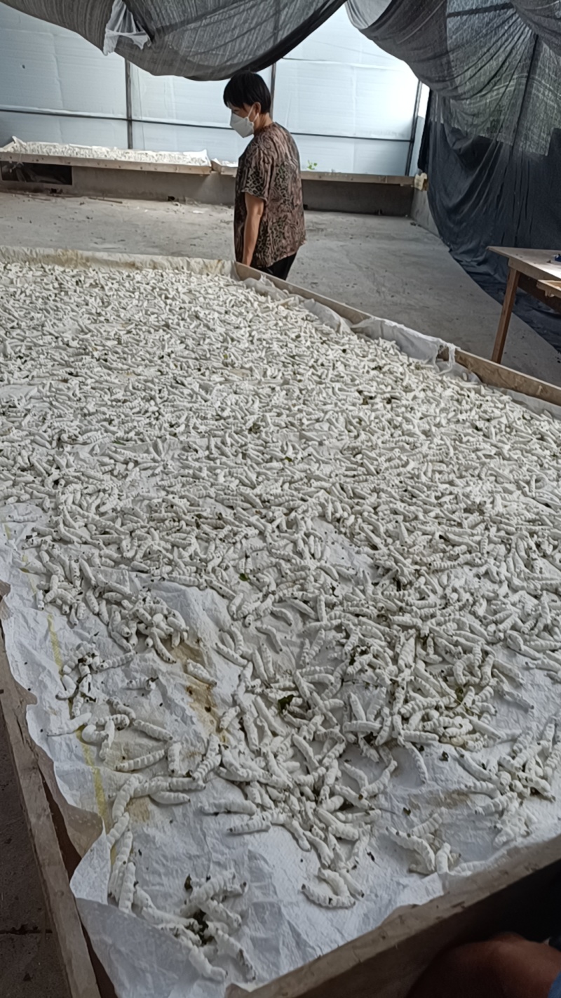 长期有货，白僵蚕