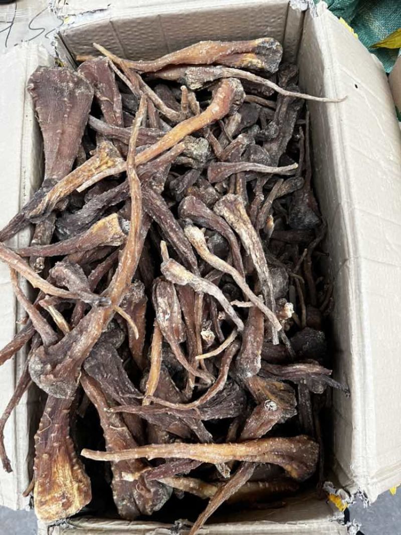 藏雪参一手货源大货批发价格便宜需要的