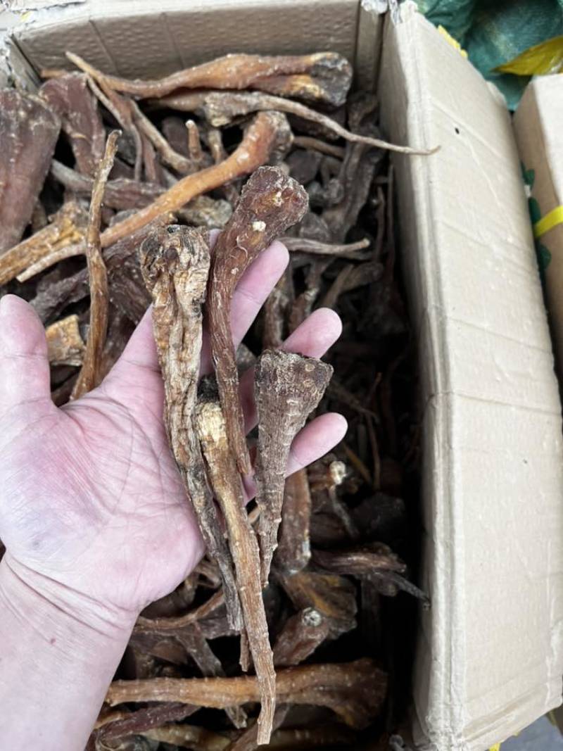 藏雪参一手货源大货批发价格便宜需要的