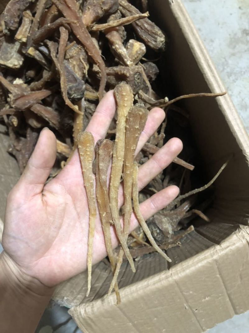 藏雪参一手货源大货批发价格便宜需要的