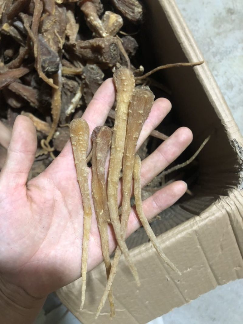 藏雪参一手货源大货批发价格便宜需要的