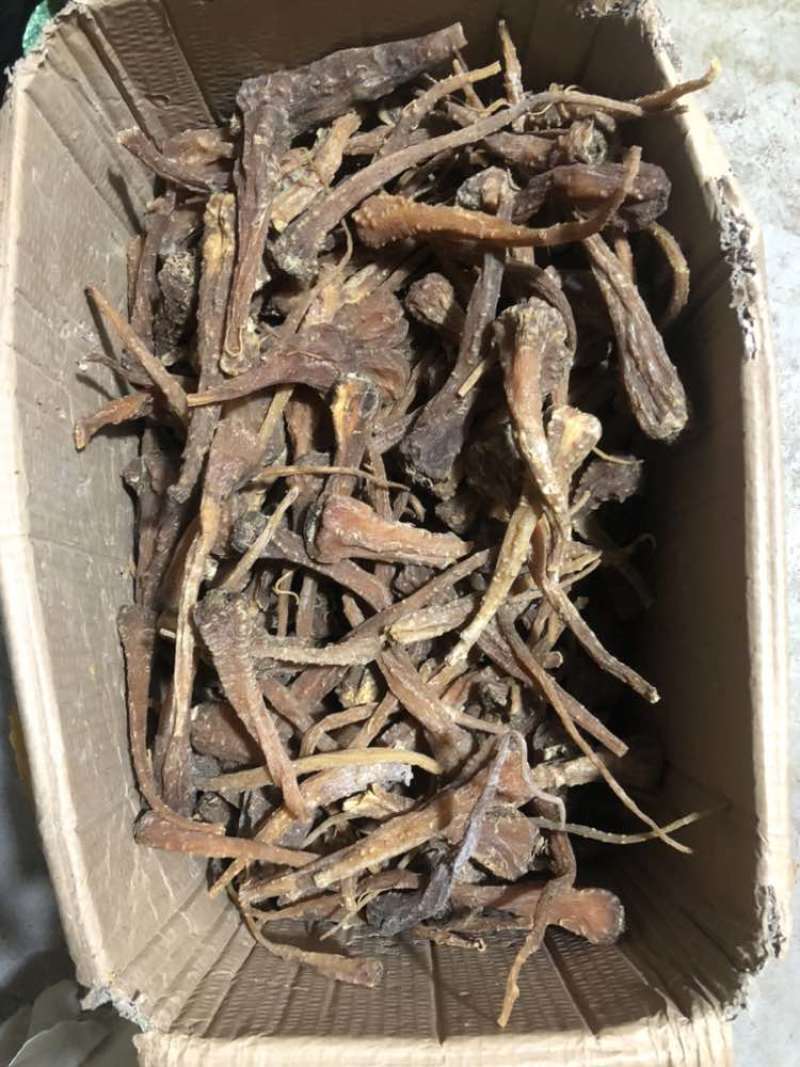 藏雪参一手货源大货批发价格便宜需要的