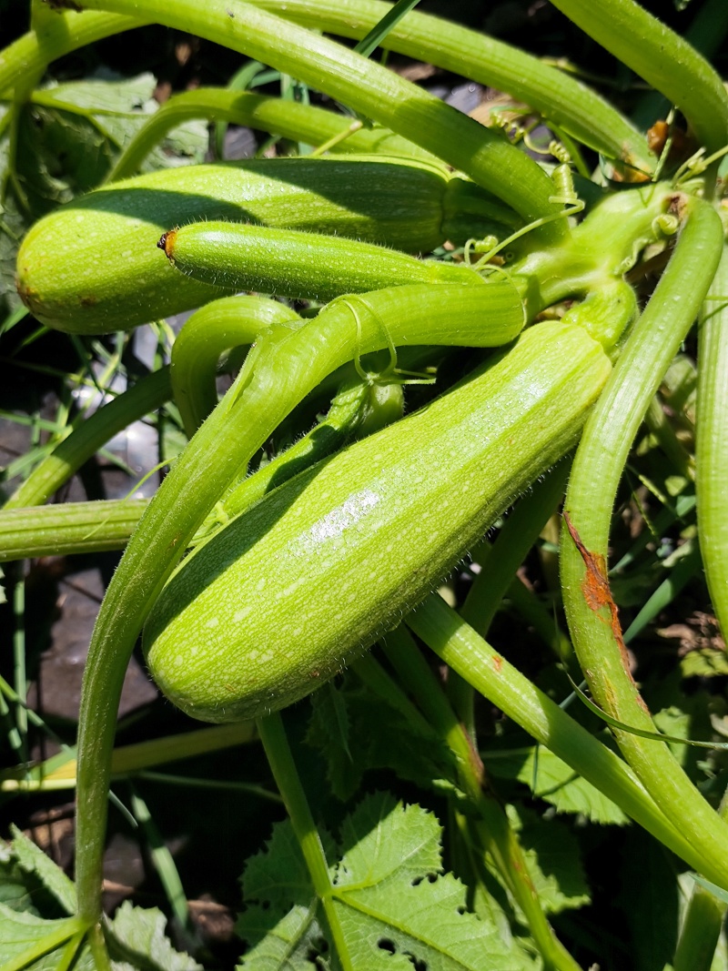 贵州小瓜/西葫芦/