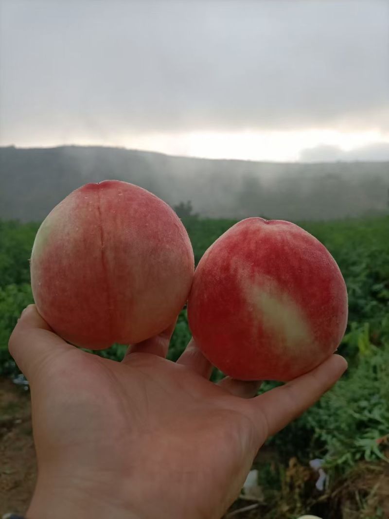 甘肃秦安北京7号水蜜桃