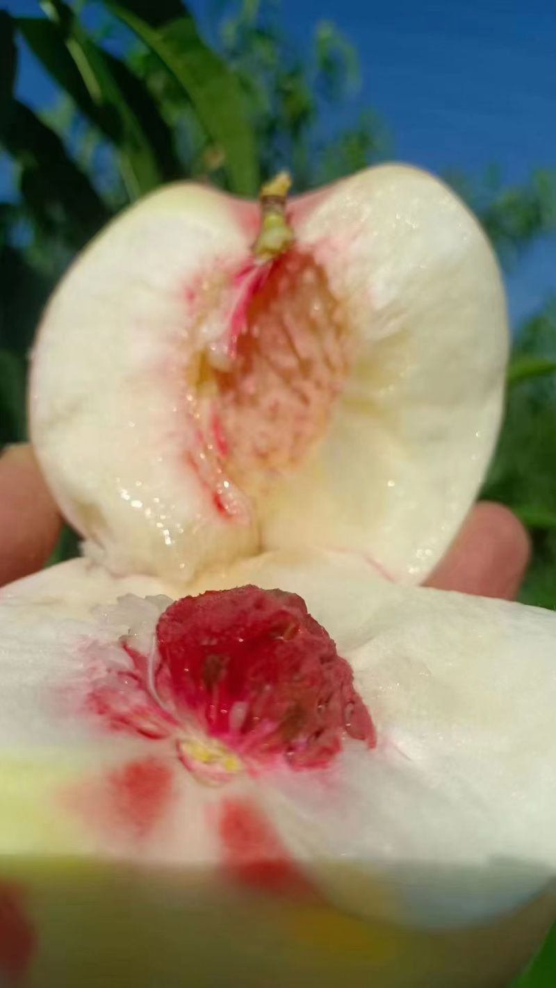 甘肃秦安北京7号水蜜桃