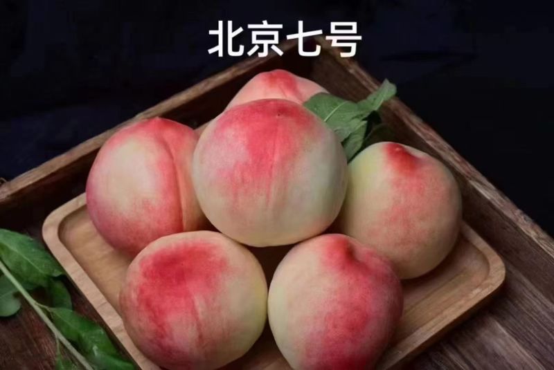甘肃秦安北京7号水蜜桃