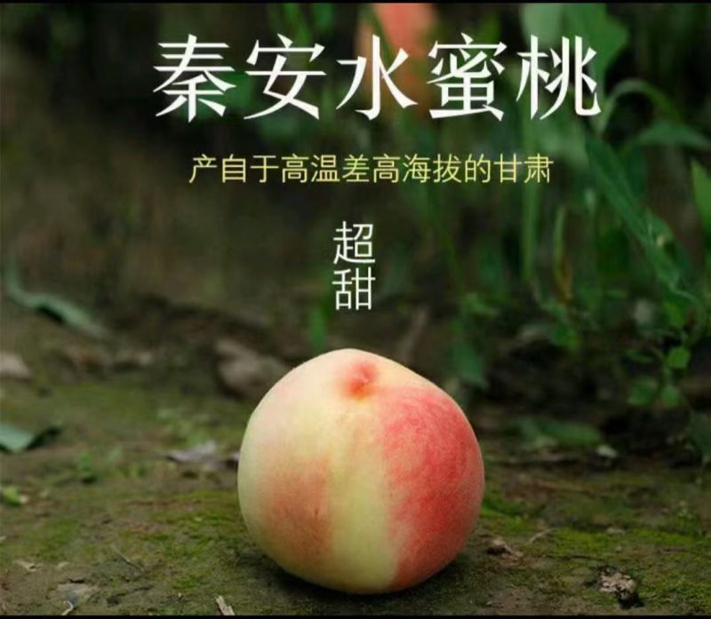 甘肃秦安北京7号水蜜桃