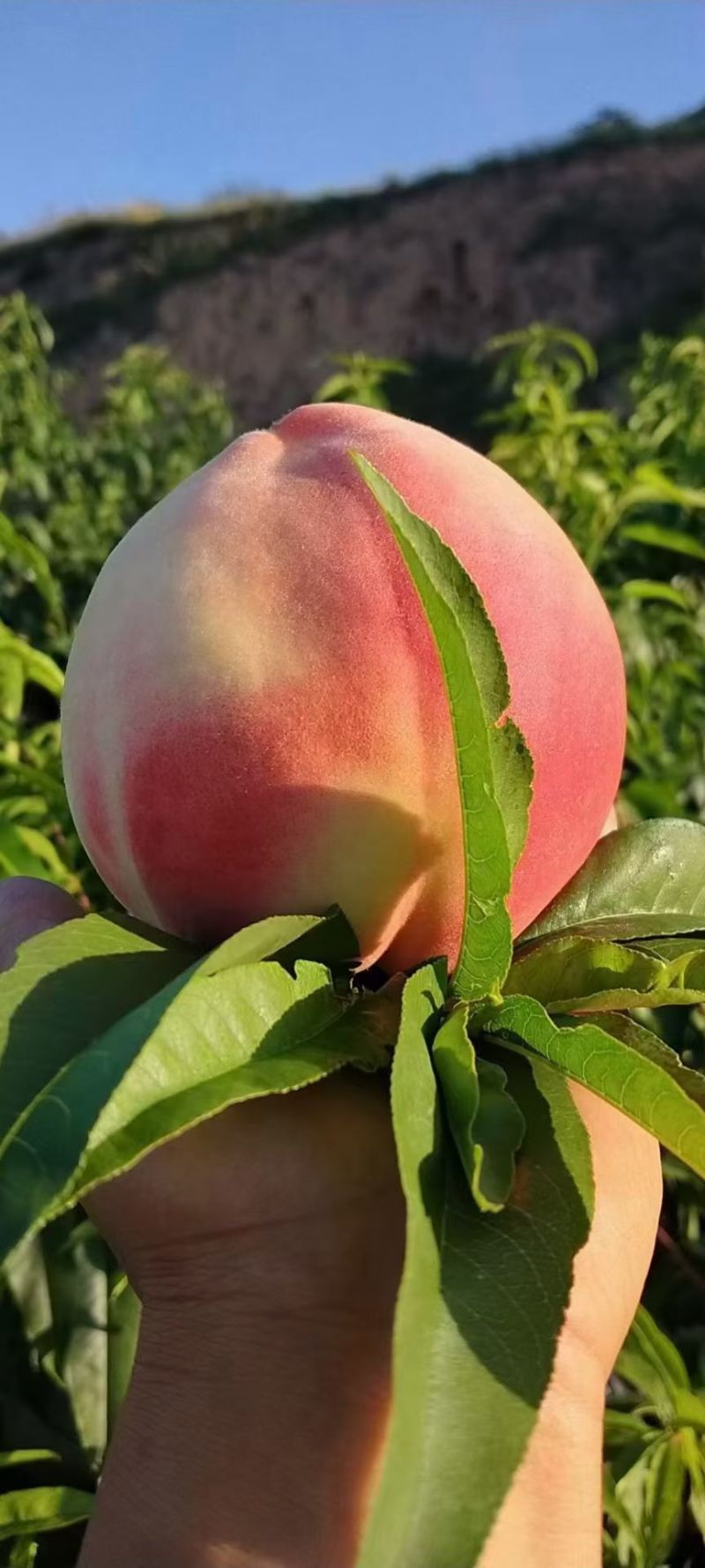 甘肃秦安北京7号水蜜桃