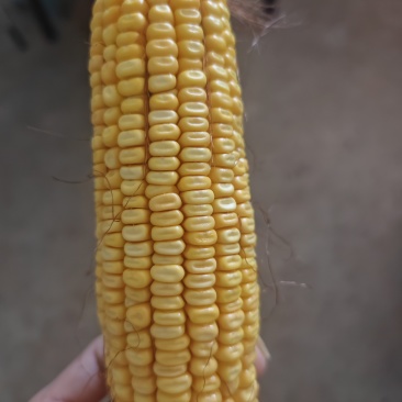 玉米