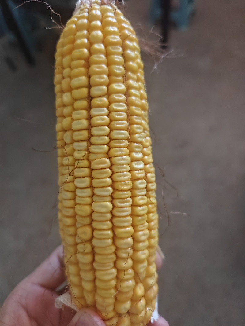 玉米
