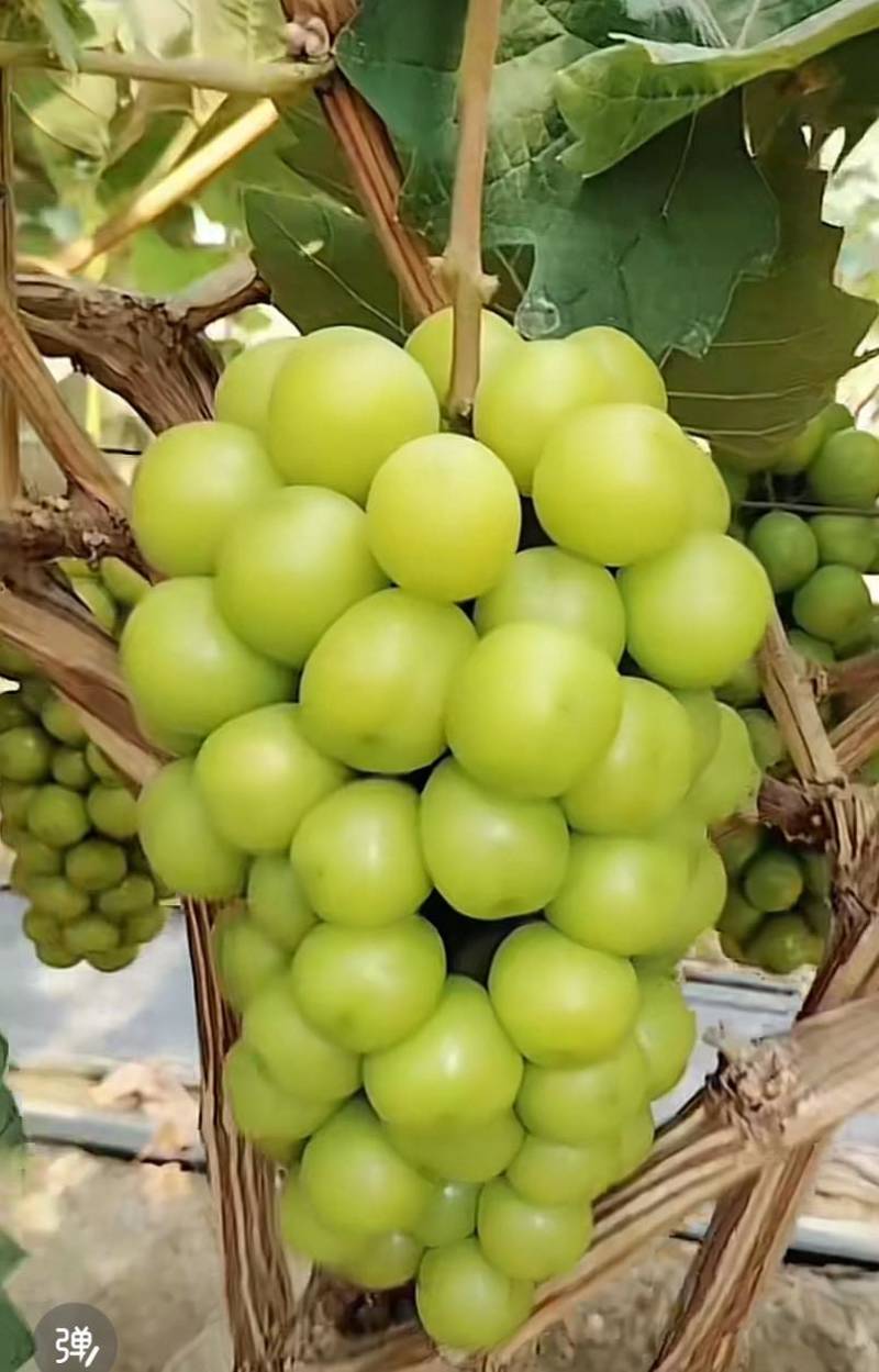 阳光玫瑰