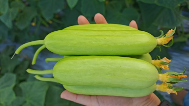 奶油黄瓜