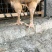 三黄鸡