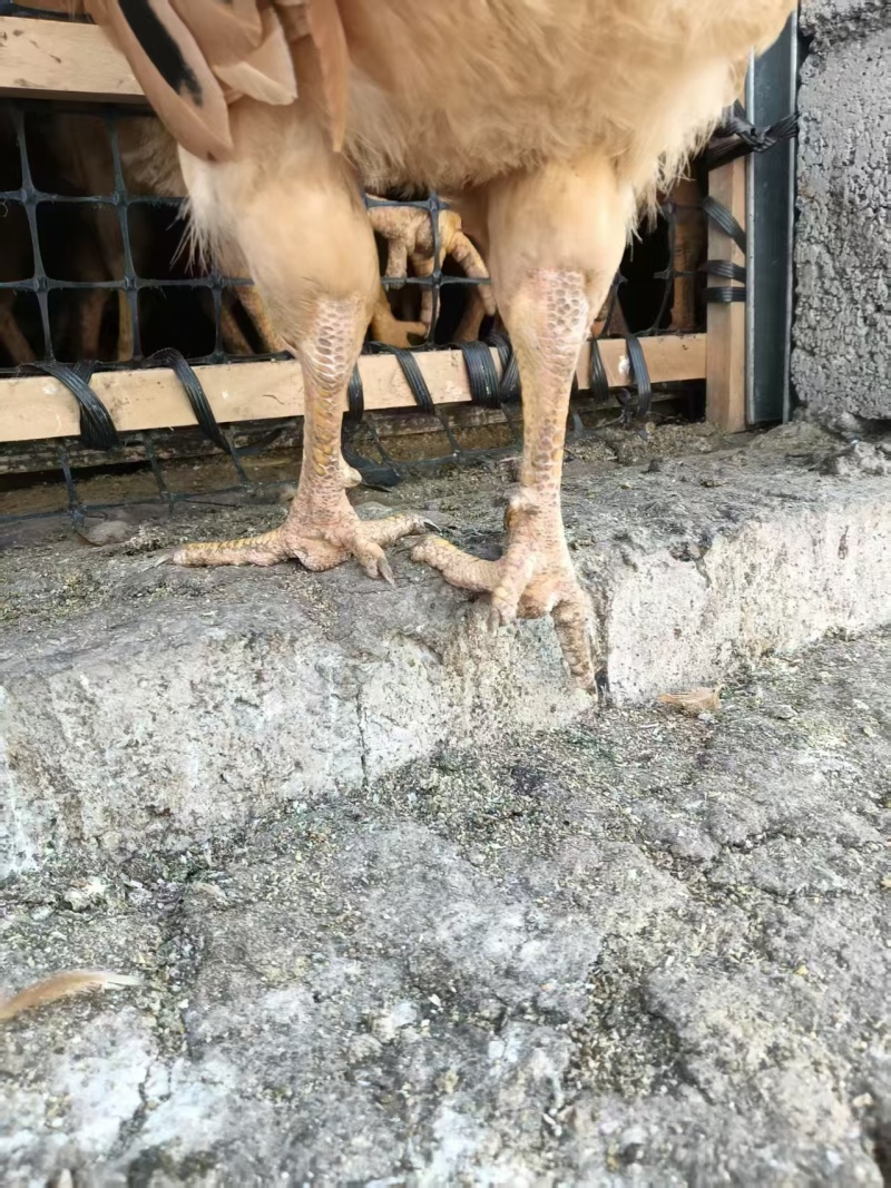 三黄鸡