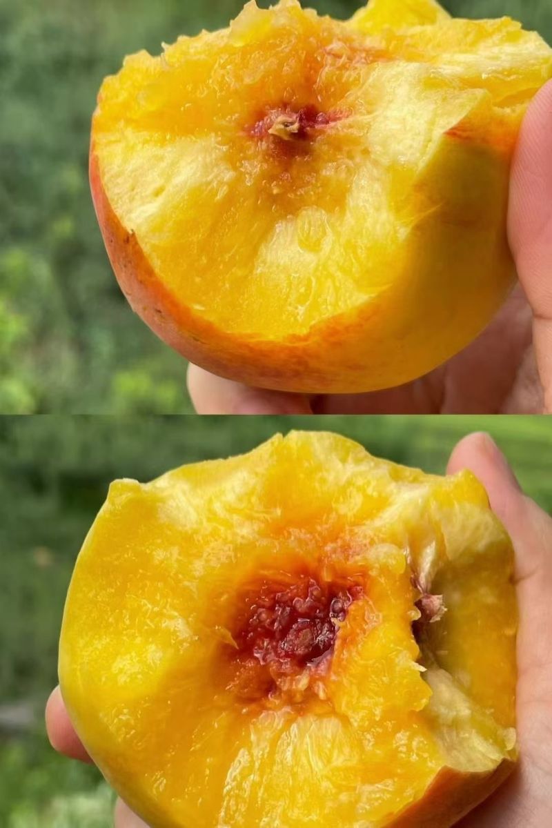 建宁锦绣黄桃