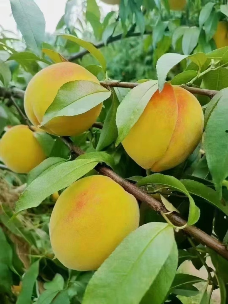 建宁锦绣黄桃
