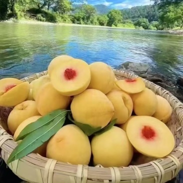 炎陵高山黄桃