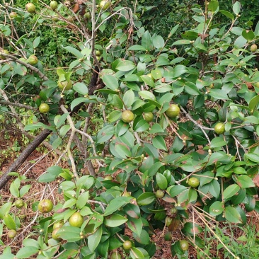 我要卖井冈山土特产山茶油，每桶是5斤或10斤，60元/斤。