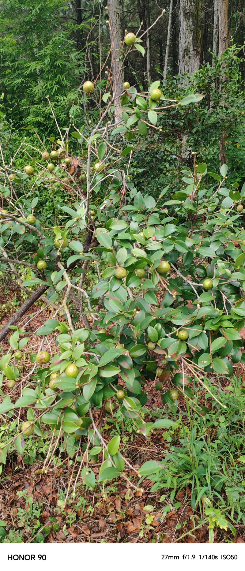 我要卖井冈山土特产山茶油，每桶是5斤或10斤，60元/斤。