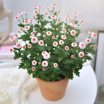 珠玉之卵菊花