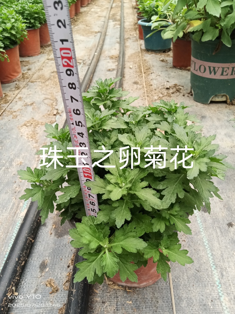 珠玉之卵菊花