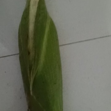 早白粘苞米