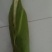 早白粘苞米