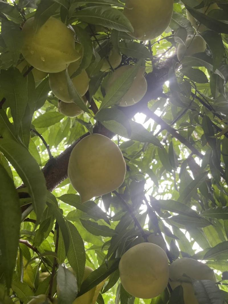 蜜桃鹰嘴桃