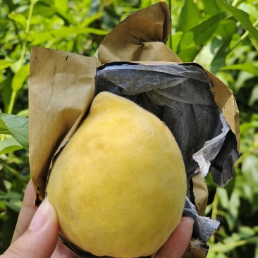 黄桃