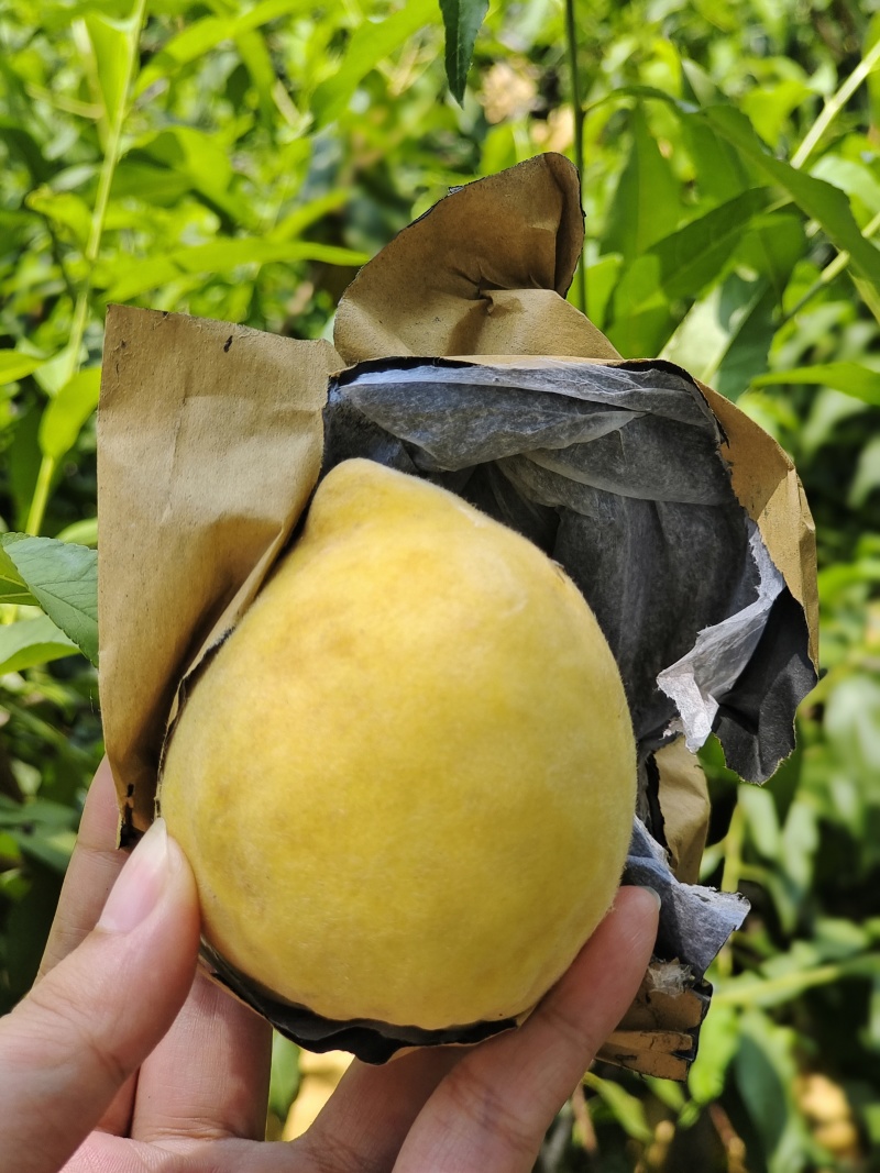 黄桃