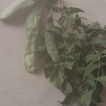 大皂角