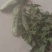 大皂角