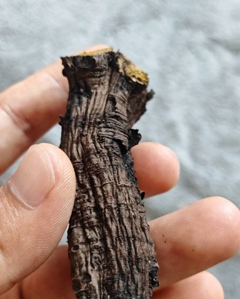 土大黄