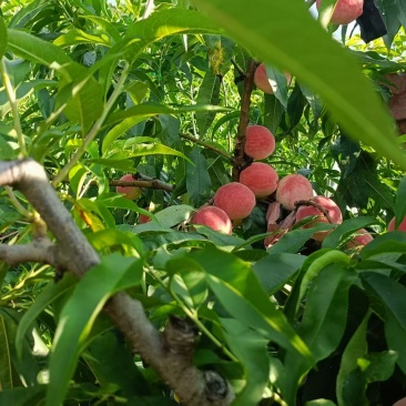 白凤桃