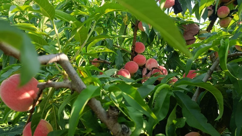 白凤桃