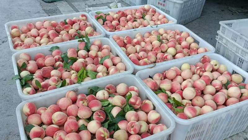 白凤桃